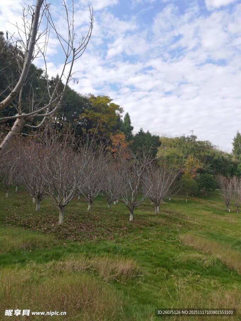 秋日郊野树林风景