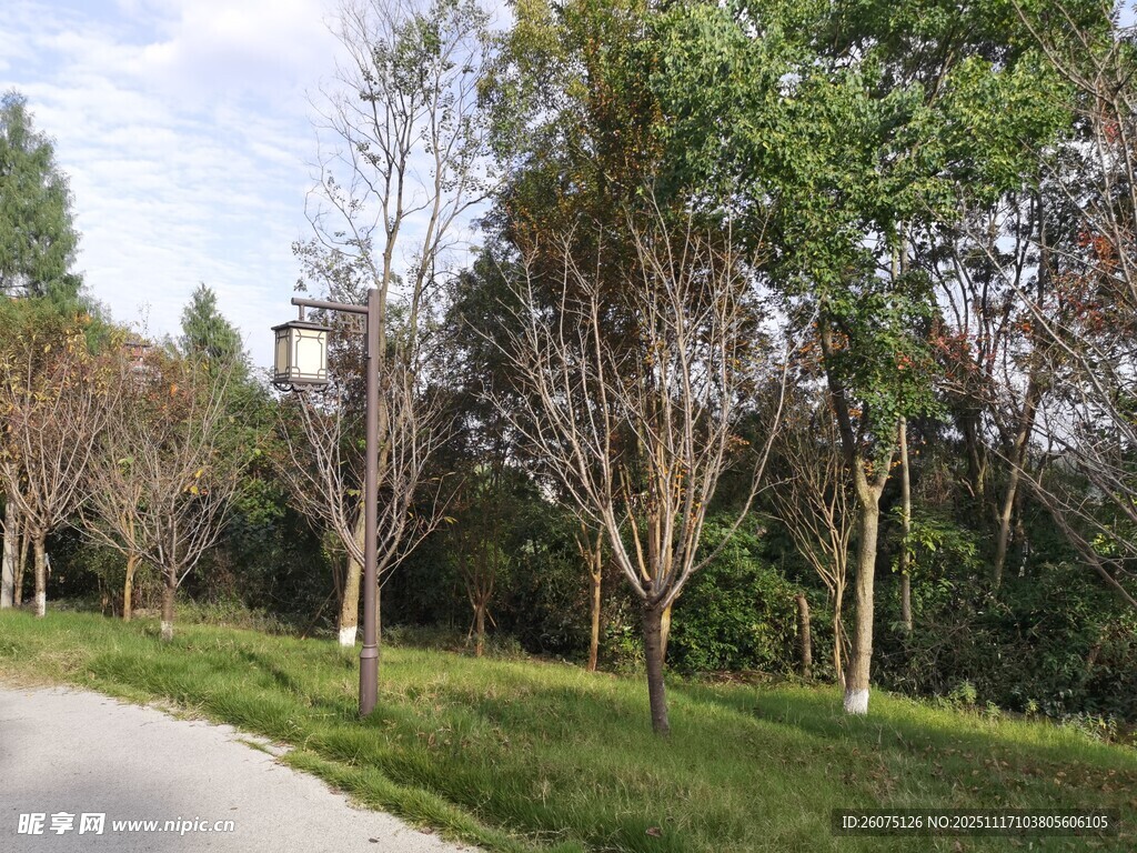 林间小径绿意盎然的景致