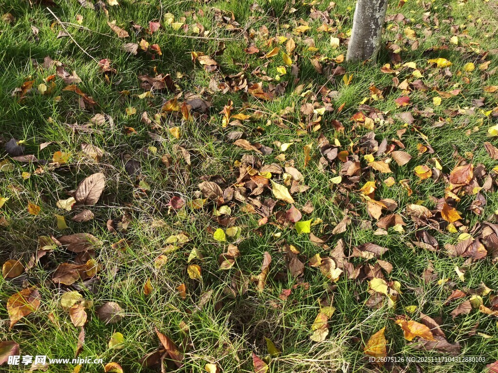 秋日落叶覆盖的草地
