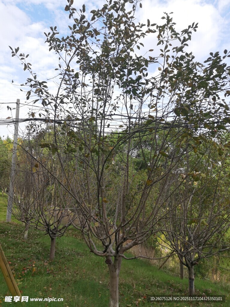 山坡上的树木景观