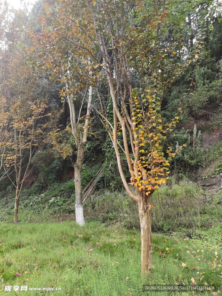 秋日树林中的独特树木