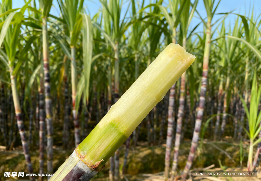 甘蔗地里的甘蔗
