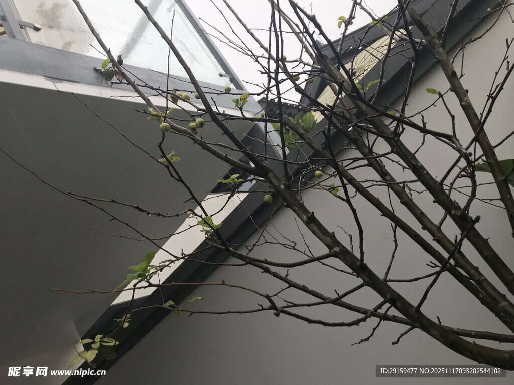 室内绿植装点灰白空间