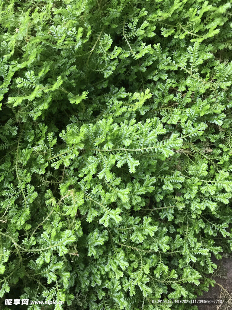 翠绿繁茂的绿植景观