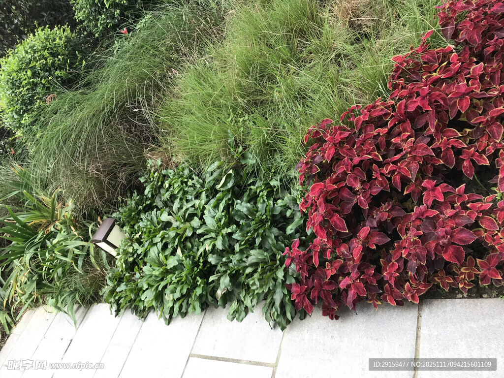 多彩植物装点的小径