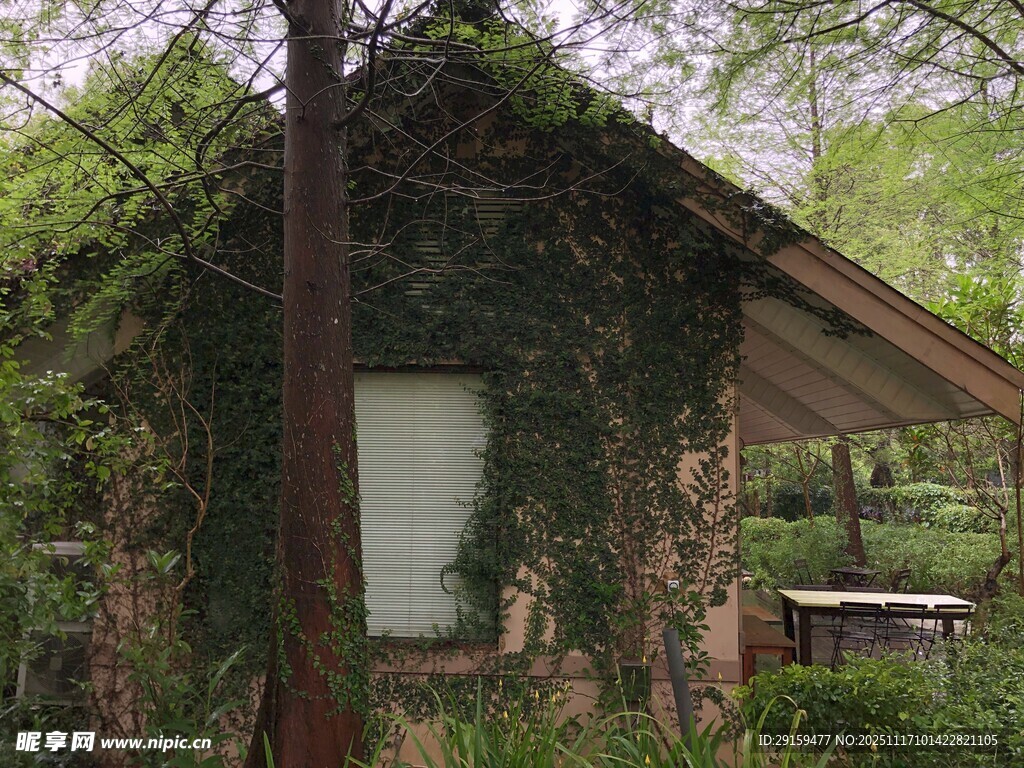 藤蔓覆盖的古朴小屋