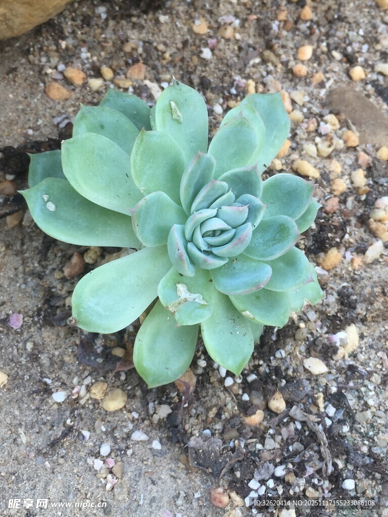 单株翠绿多肉植物