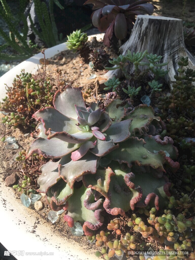 多肉植物盆栽景观