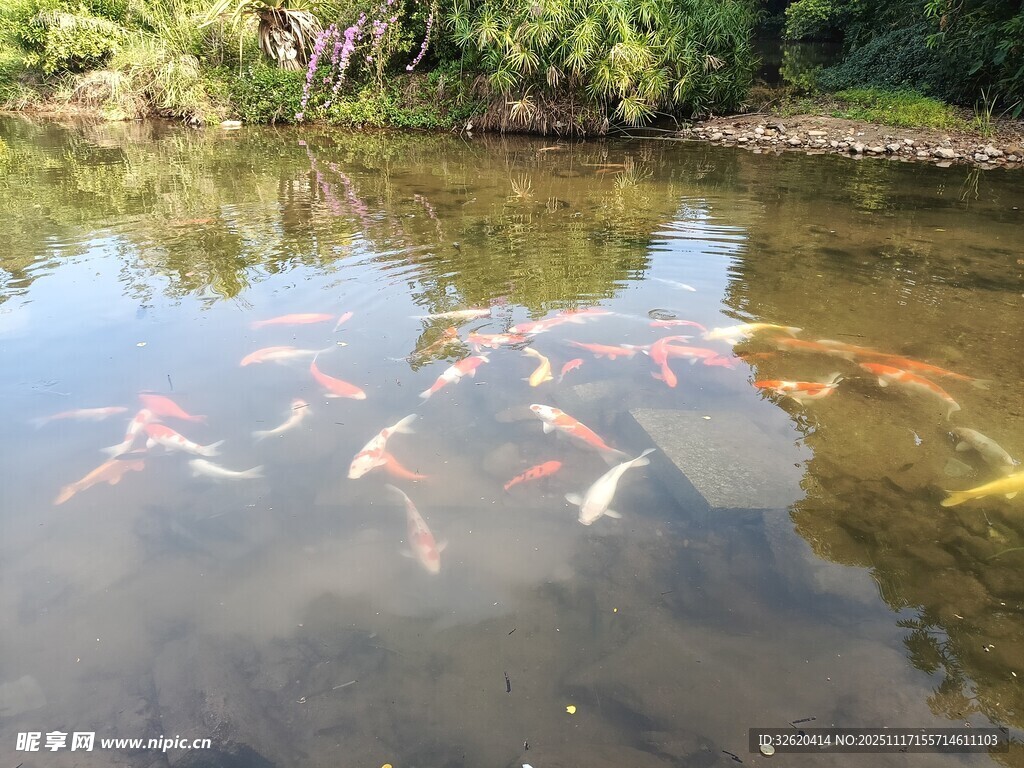 池塘中游动的多彩锦鲤