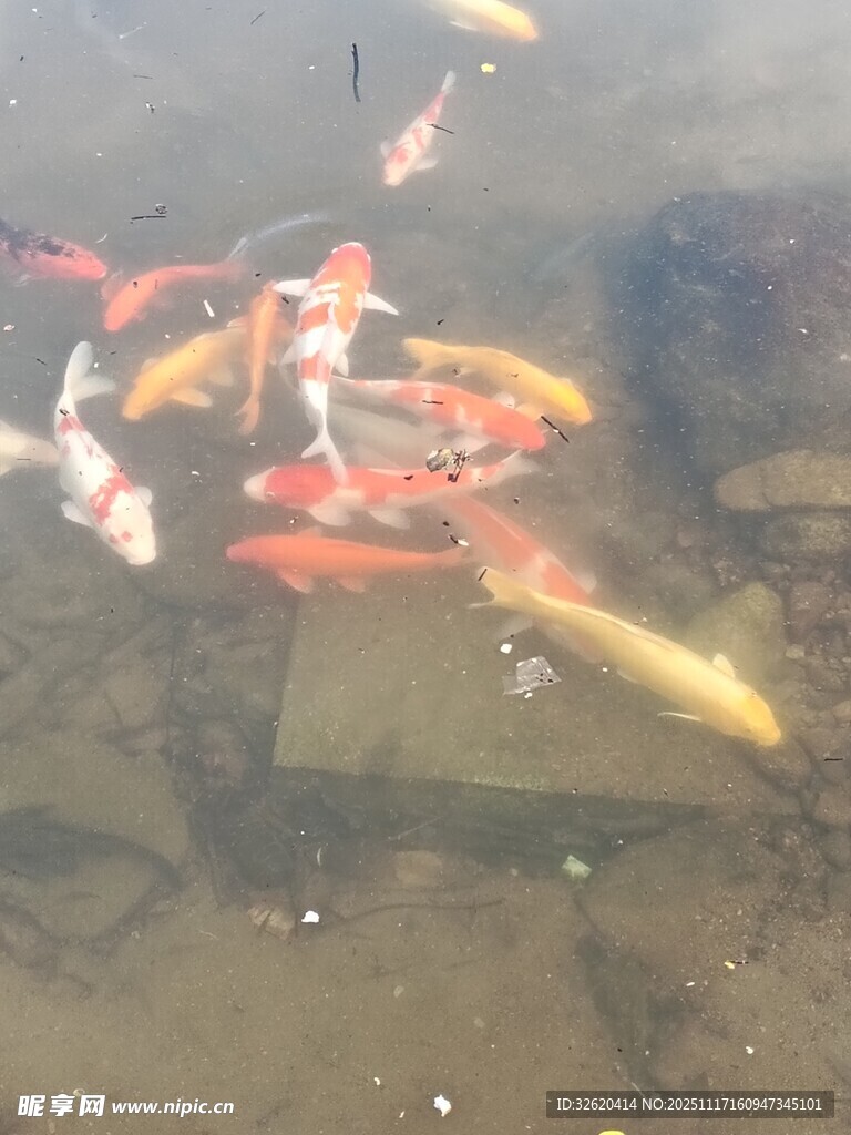 池塘中游动的多彩锦鲤