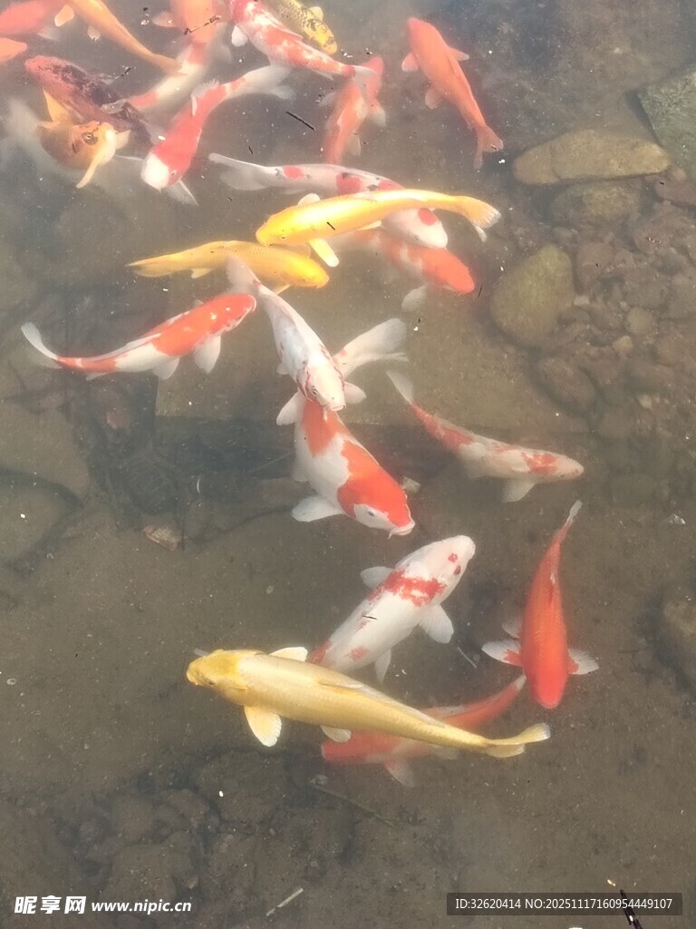 池塘中游动的多彩锦鲤
