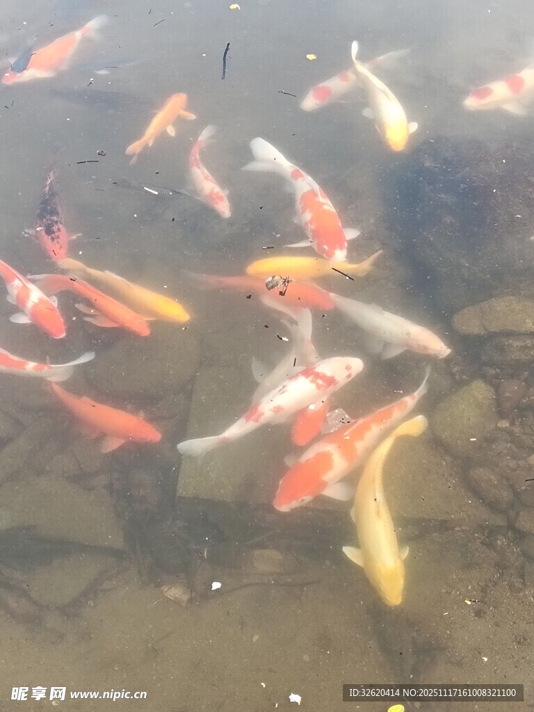池塘中游动的多彩锦鲤