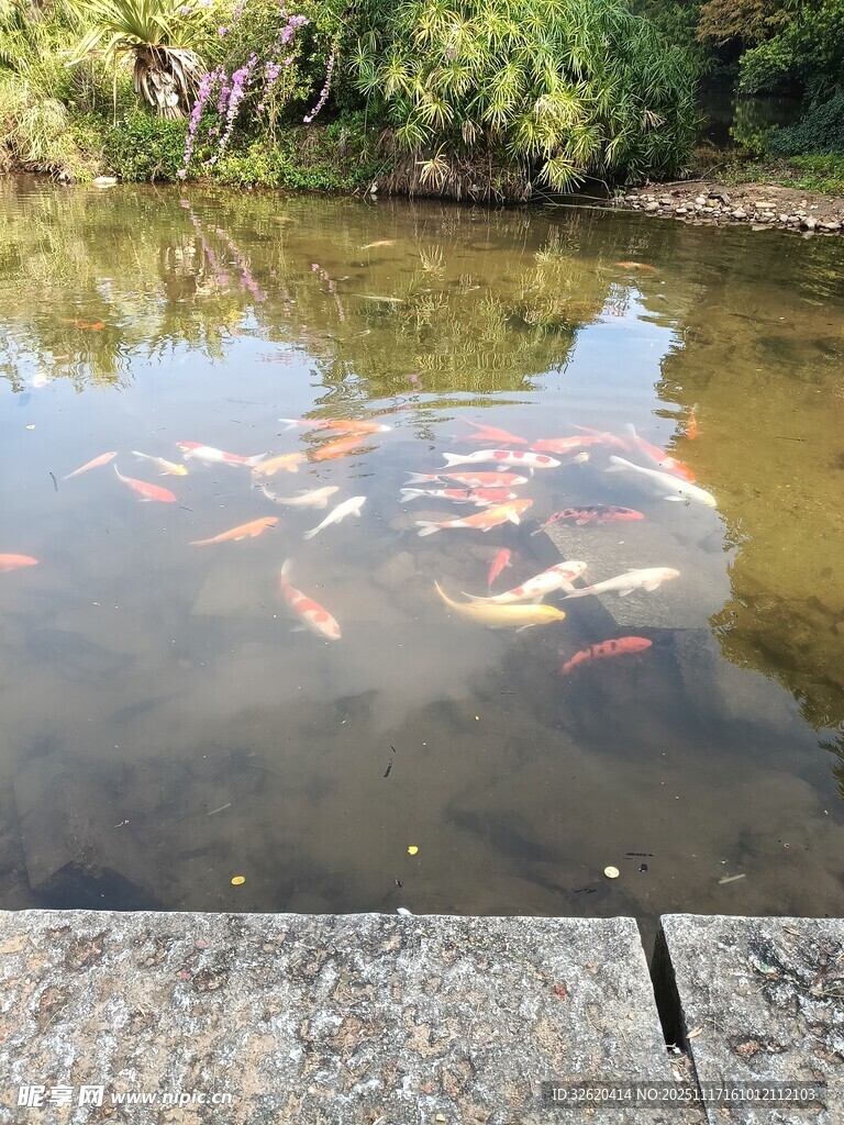 池塘中游动的多彩锦鲤