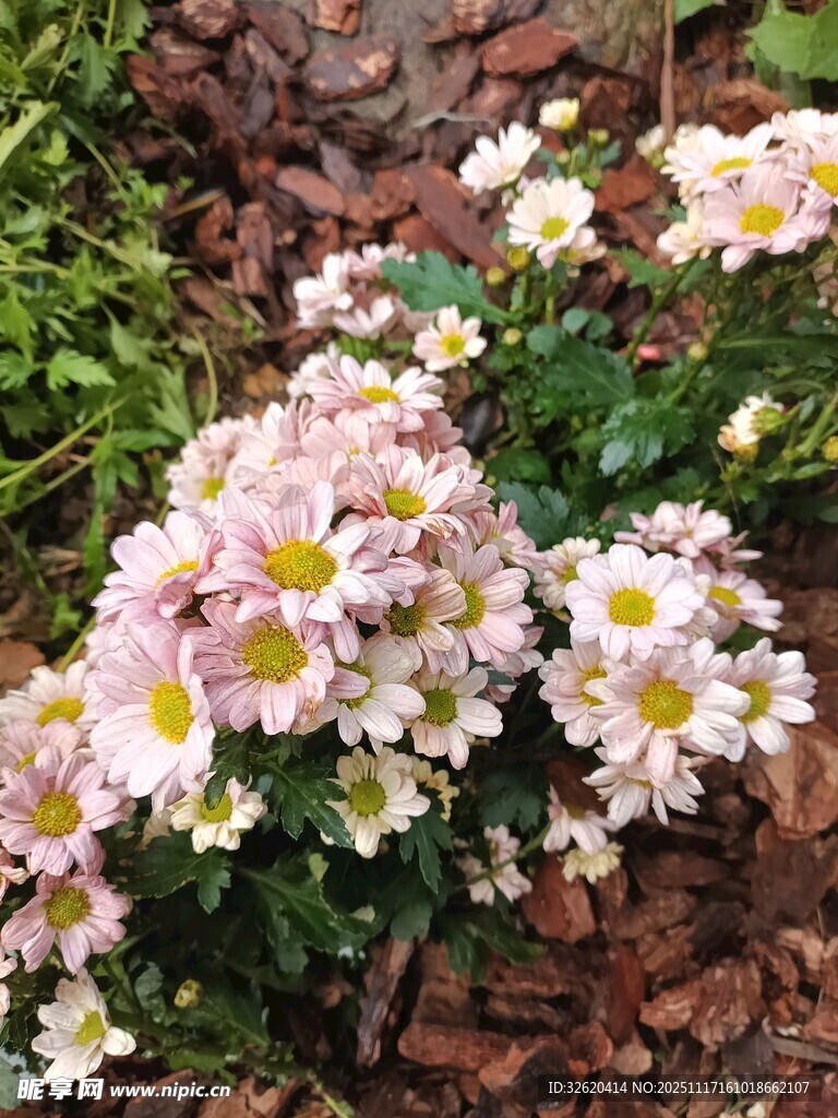 粉色雏菊绽放于枯叶间