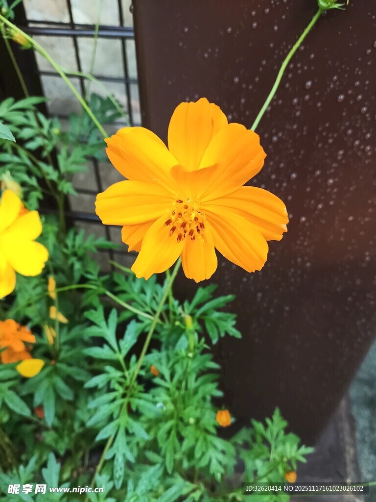 橙色波斯菊绽放绿叶间