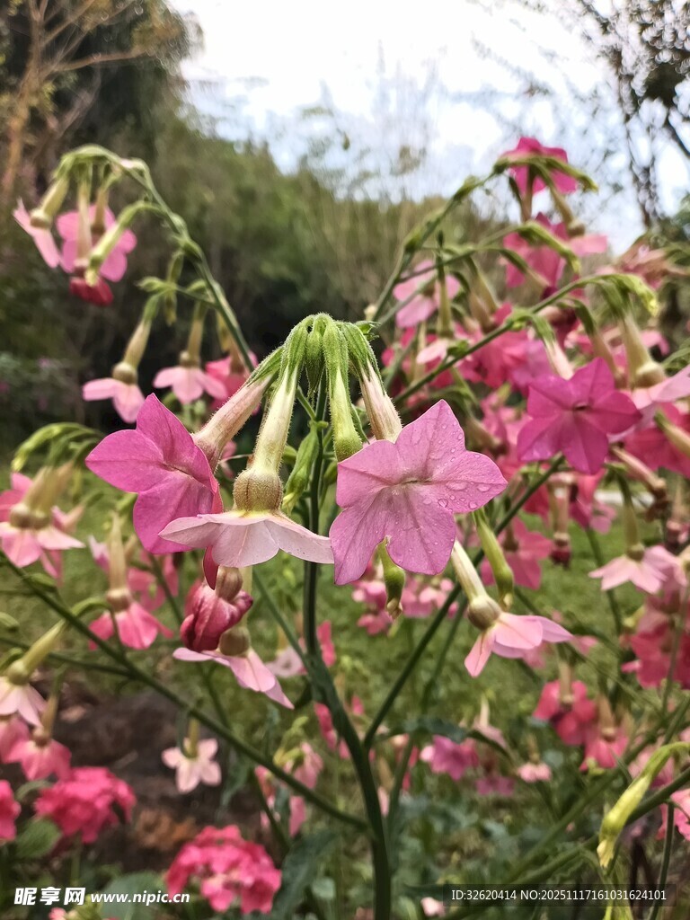 娇艳绽放的多彩花卉
