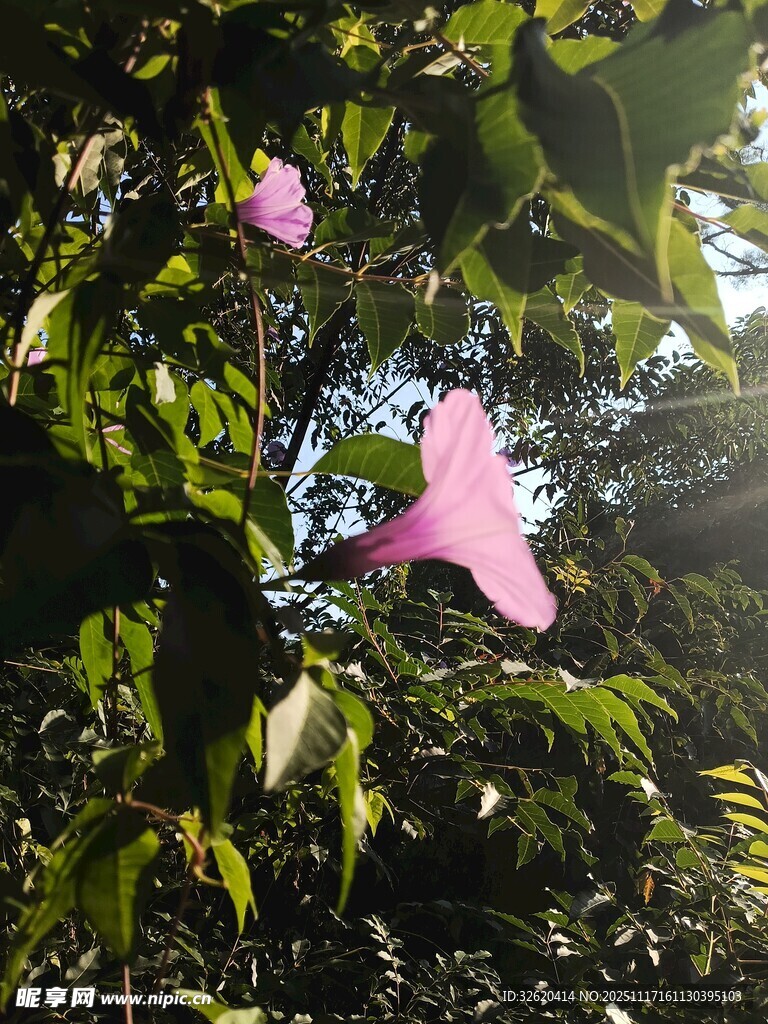 粉色喇叭花绽放绿叶间