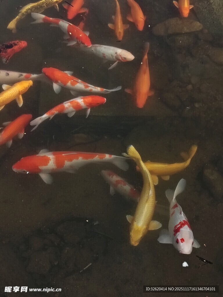 池塘中游动的多彩锦鲤