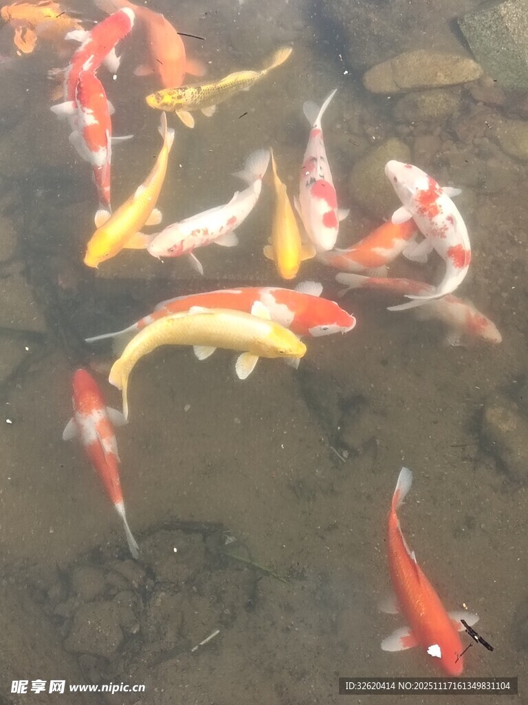 池塘中游动的多彩锦鲤