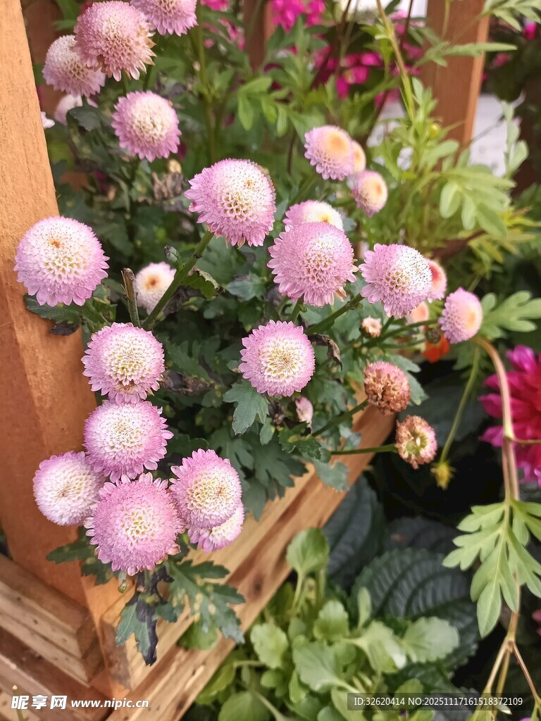 木架上的粉嫩菊花绽放