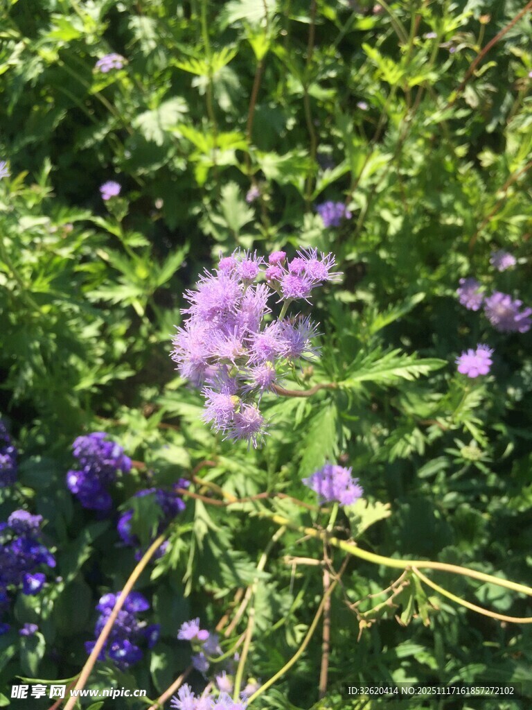 紫色花卉绽于繁茂绿植间