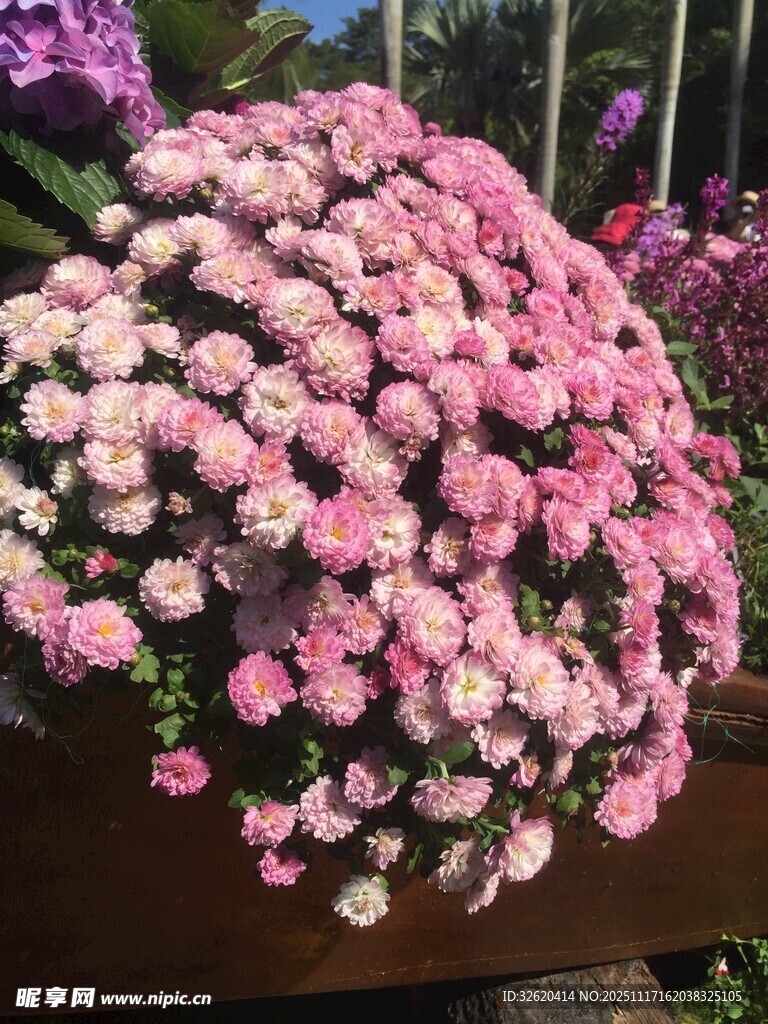 粉色菊花盆栽绽放美丽