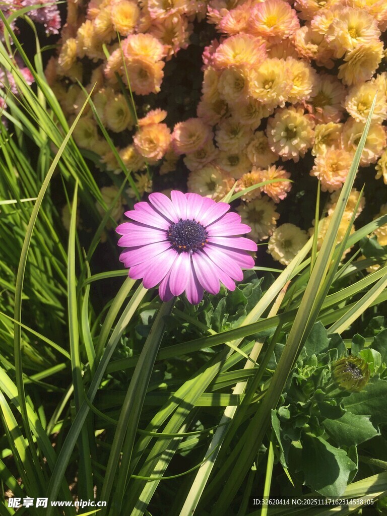 紫色雏菊绽放于花丛中