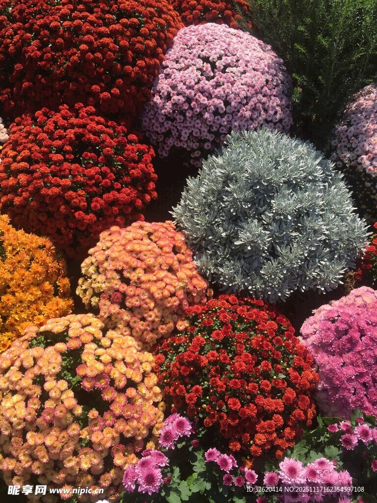 多彩花卉簇拥绽放