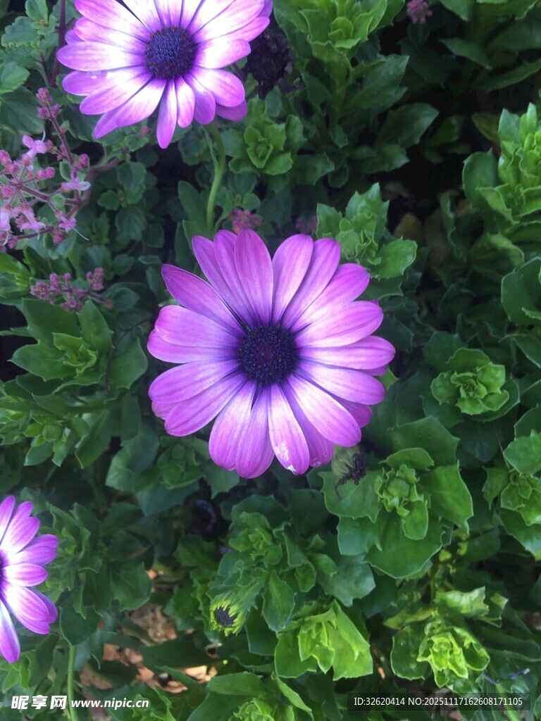 紫色雏菊绽放于绿叶间