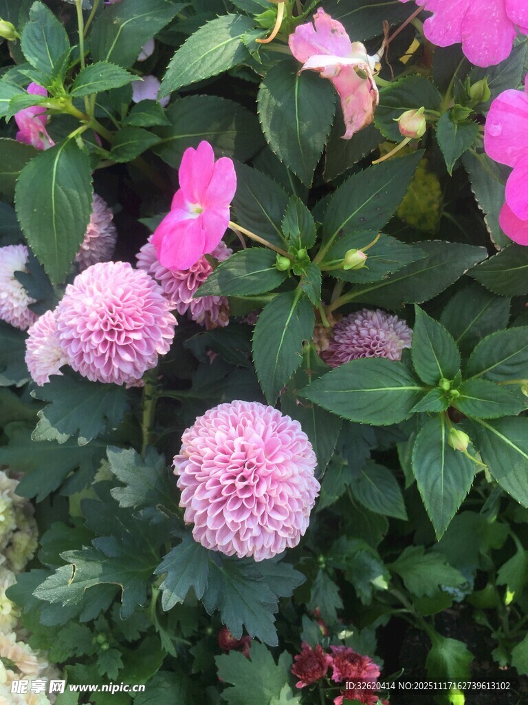 粉色球状花卉绿植景观