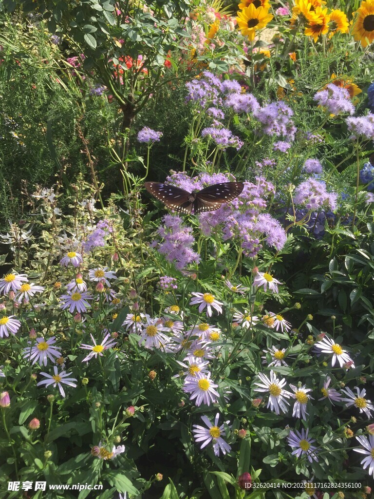 花丛中飞舞的蝴蝶
