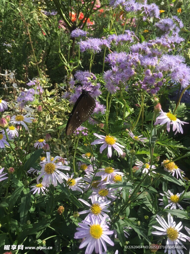 花丛中飞舞的蝴蝶