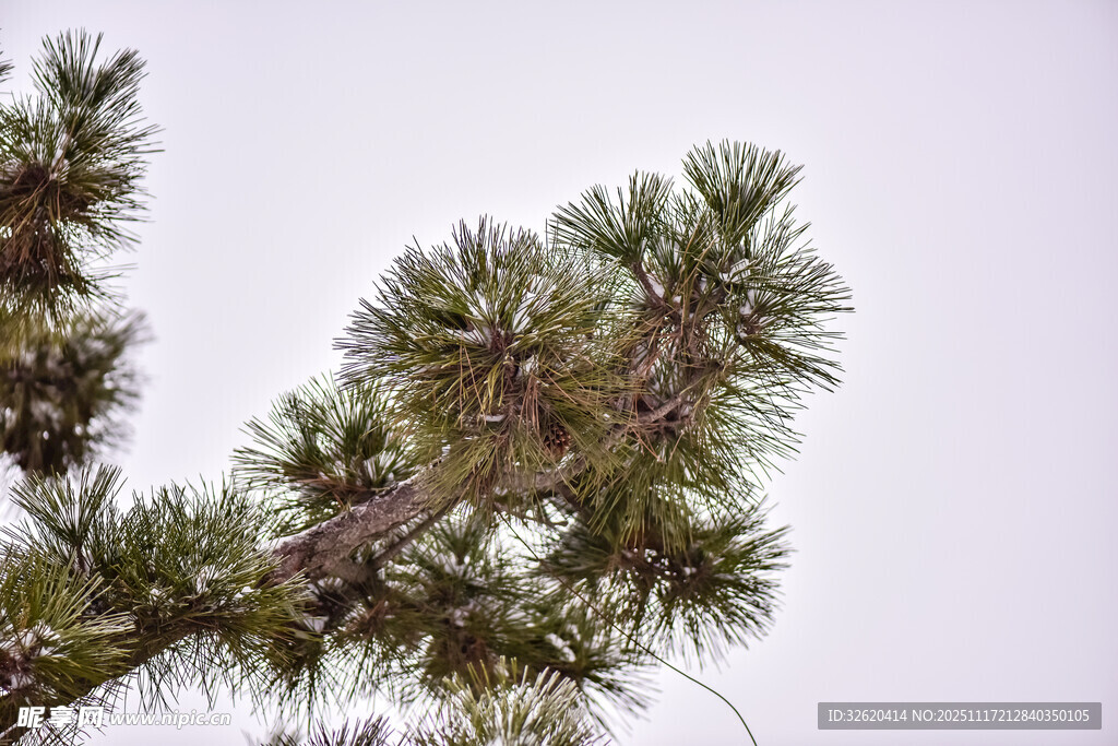 松树枝丫
