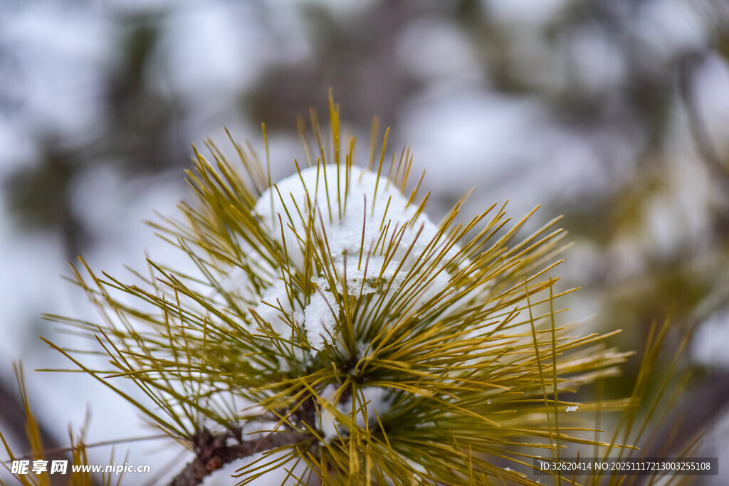 雪覆松针