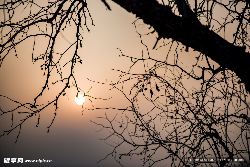 夕阳下的树枝剪影