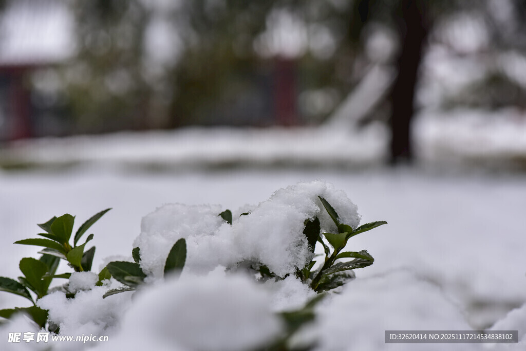 雪覆绿植的冬日美景