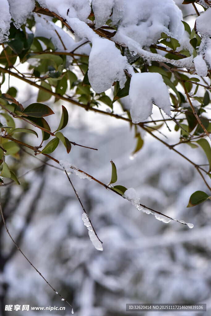 雪覆枝叶的冬日景致