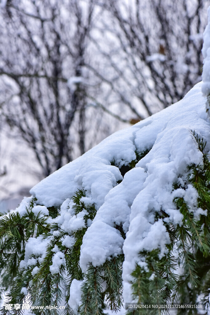 雪覆松枝的冬日美景