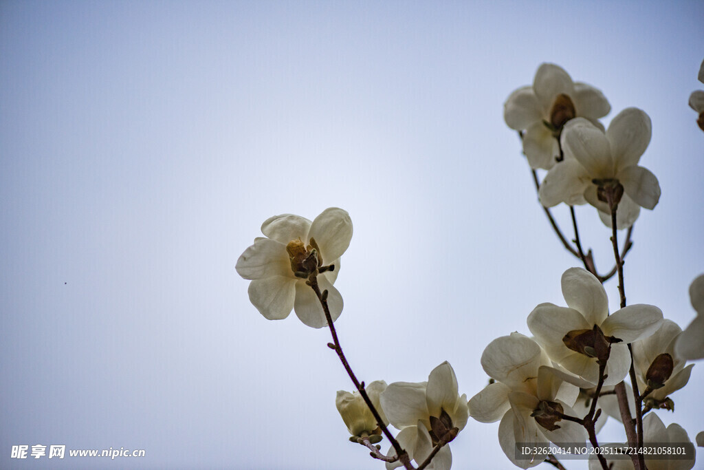 玉兰花枝映蓝天