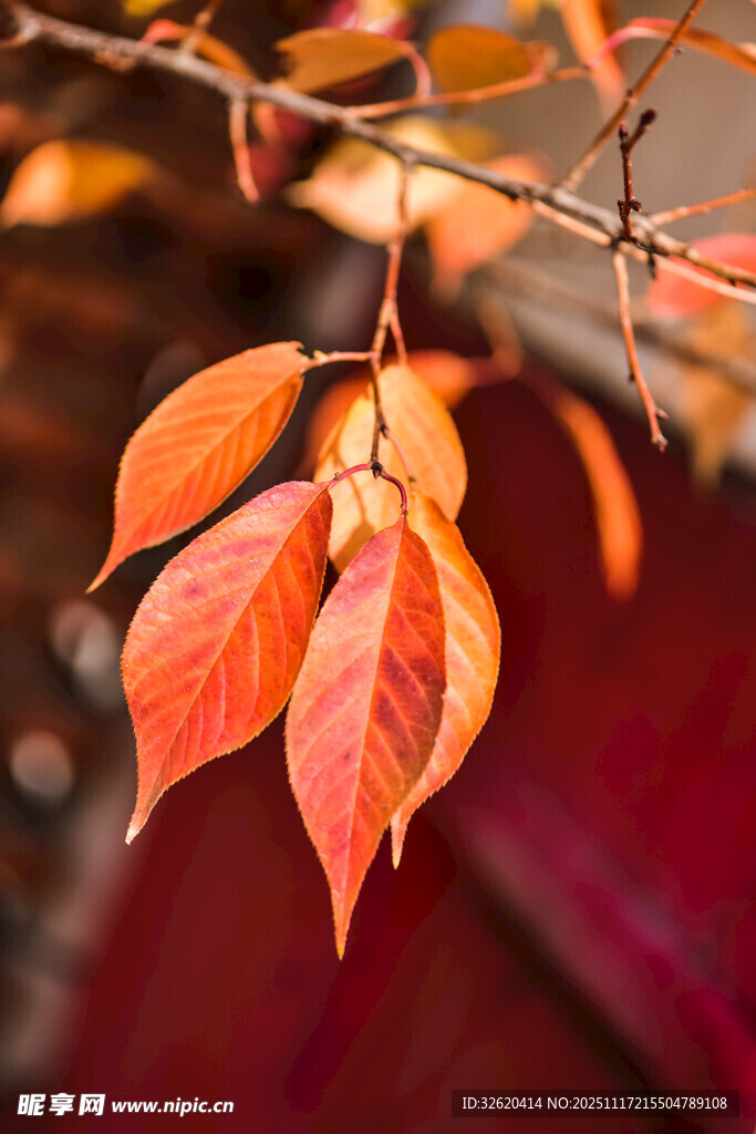 秋日枝头的绚烂红叶