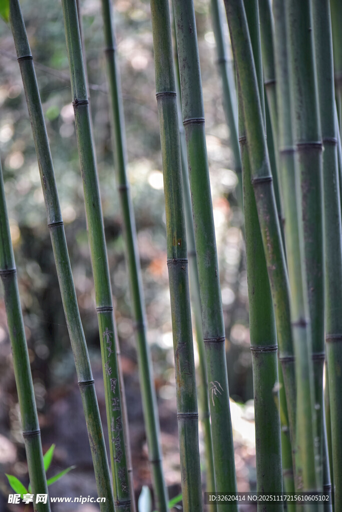 竹林中挺拔的翠绿竹茎