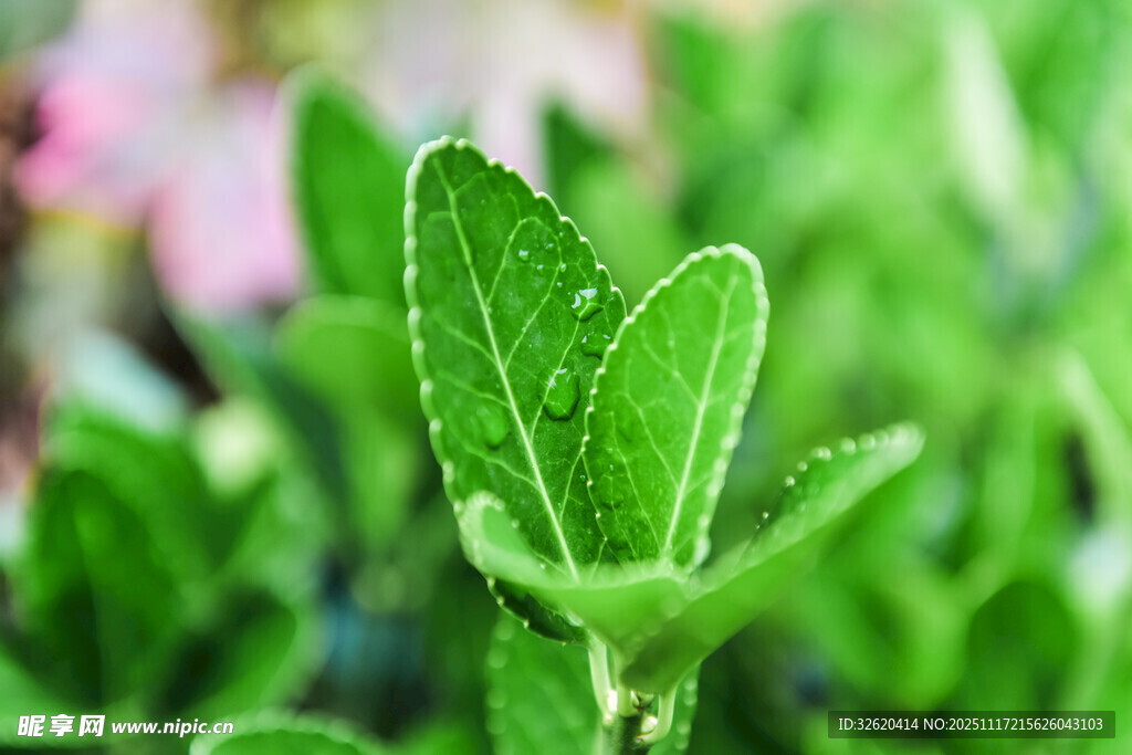 嫩绿叶片清新植物