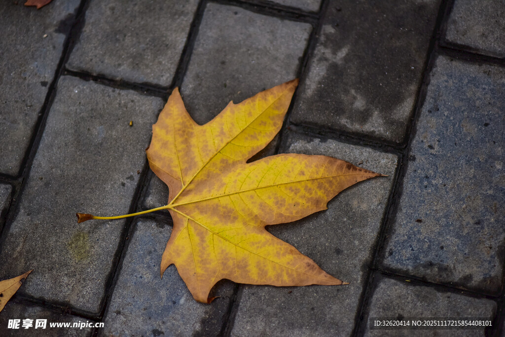 地面上的一片金黄枫叶