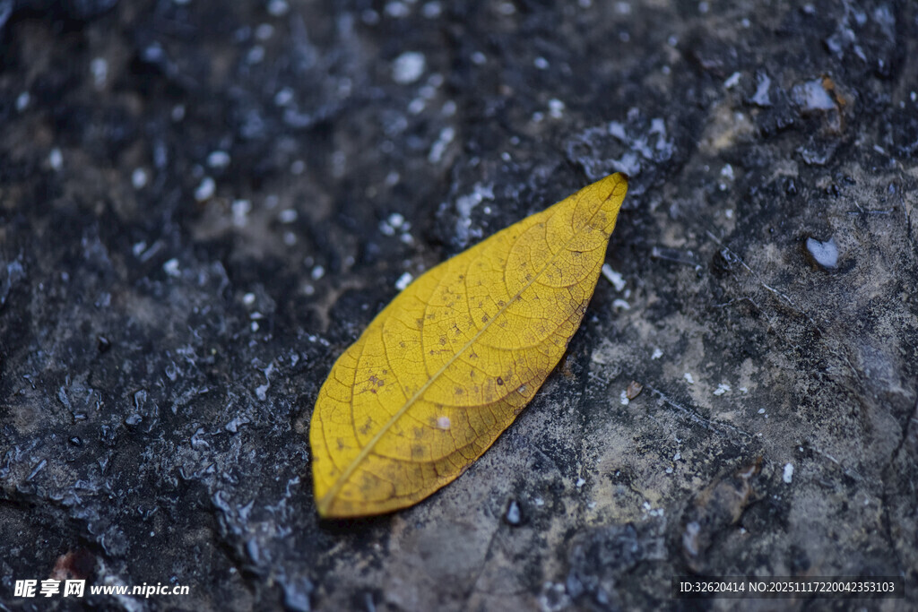 地面上的一片黄色落叶