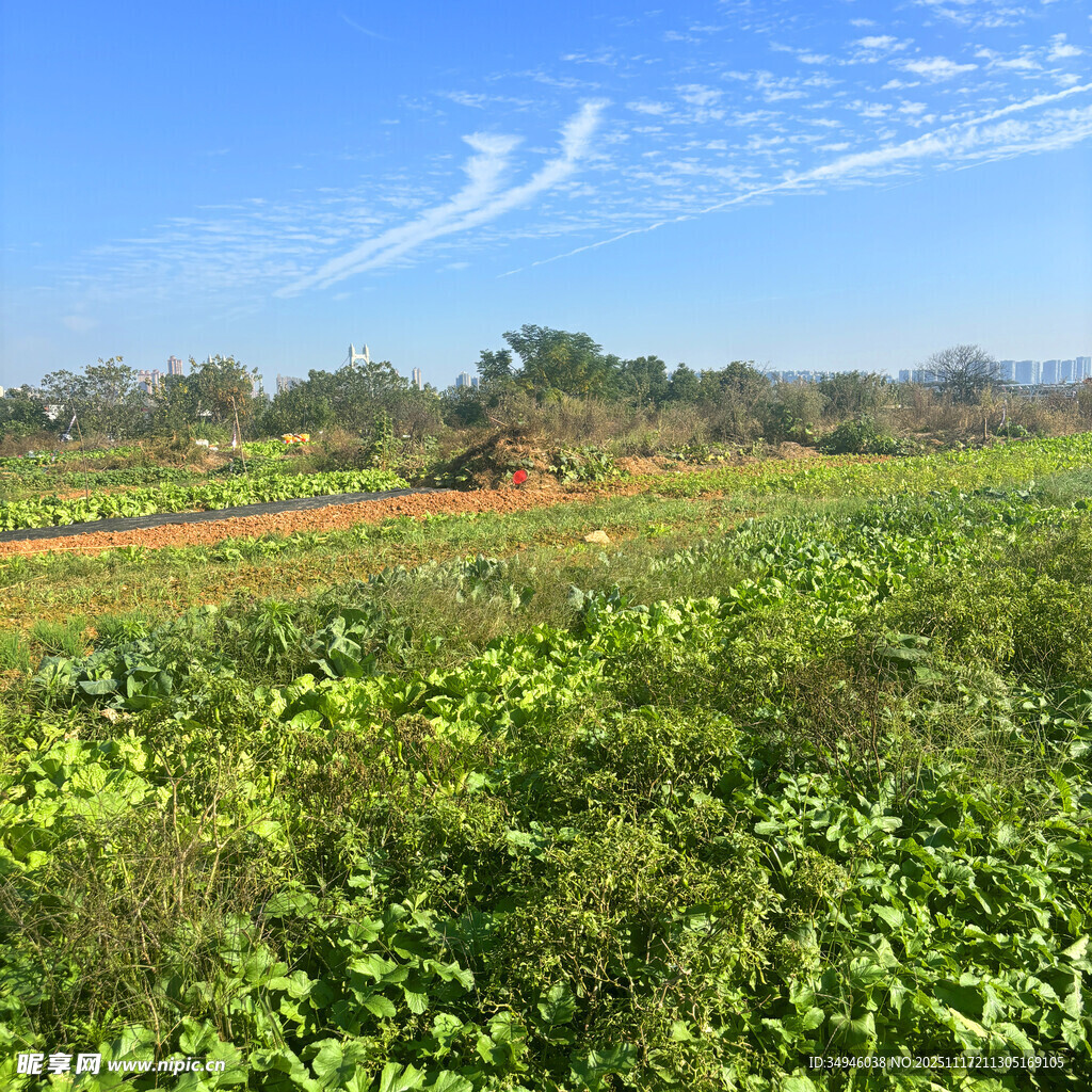 田园风光中的多彩植物景观