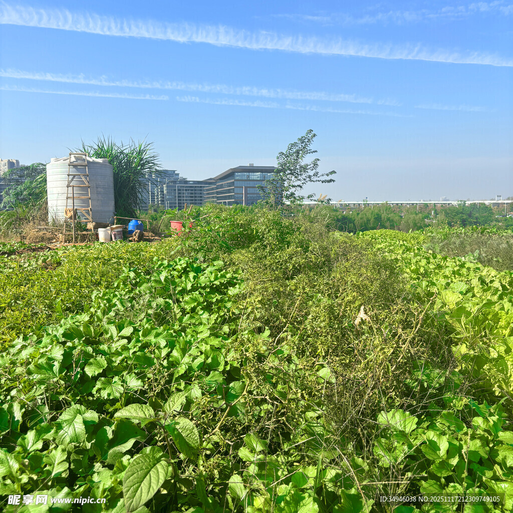 田野中的绿植与远处建筑