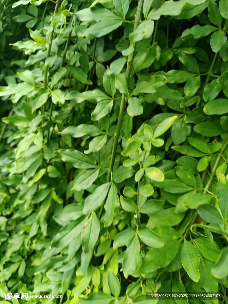 翠绿繁茂的植物墙