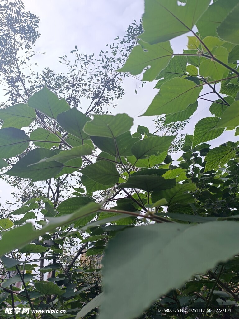 绿叶繁茂的树木景象