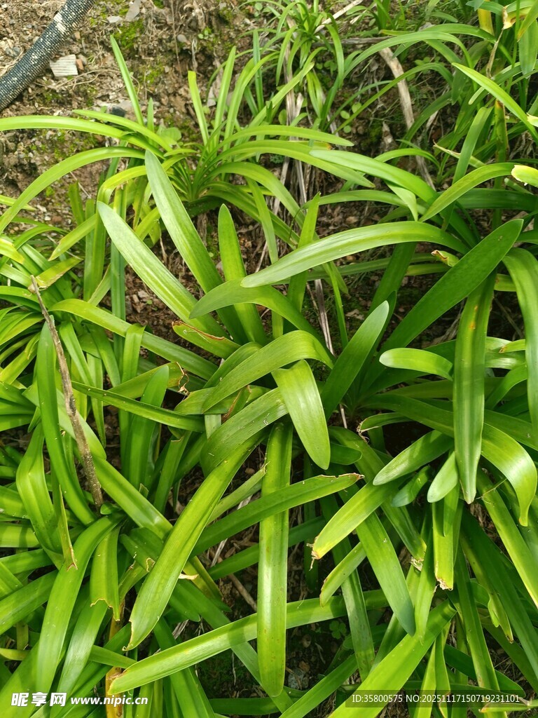 翠绿细长叶片的植物