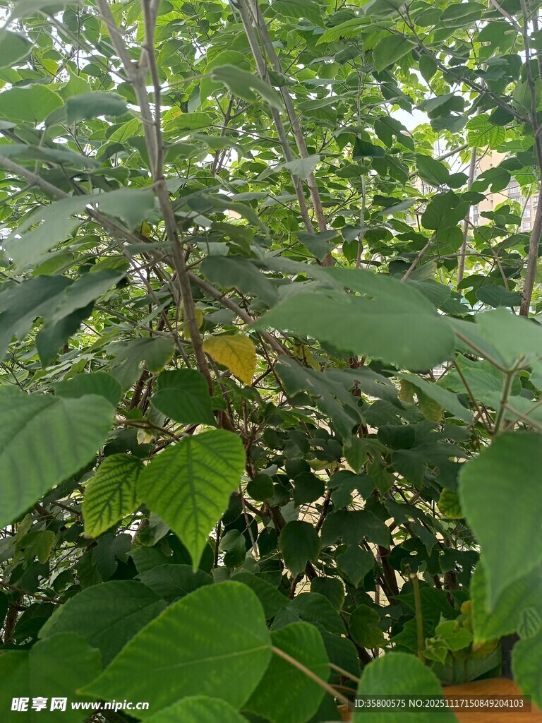 绿叶间的繁茂植物景象